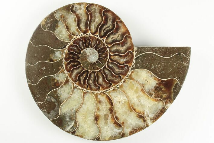 5.5" Cut & Polished Ammonite Fossil (Half) - Madagascar